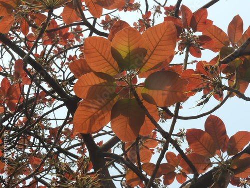 Red leaves
