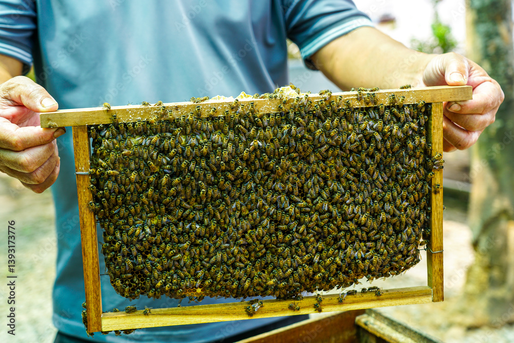 Beehive frame filled with busy bees, close-up of a beehive frame covered in busy honeybees Beehive frame filled with busy bees, close-up of a beehive frame covered in busy honeybees