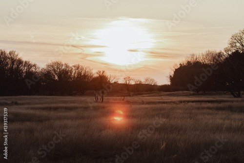 Fallow Deers in the Dutch Dunes