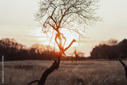 Fallow Deers in the Dutch Dunes