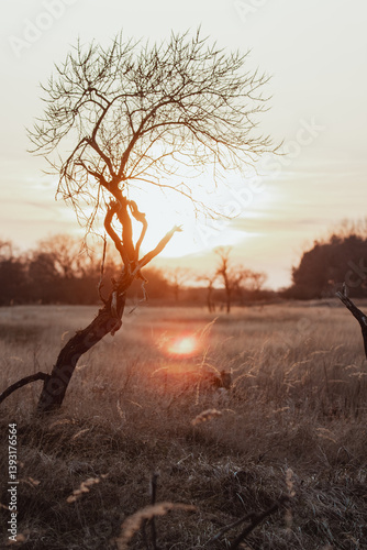 Fallow Deers in the Dutch Dunes