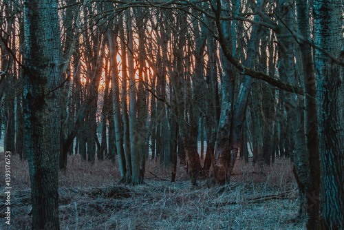 Fallow Deers in the Dutch Dunes