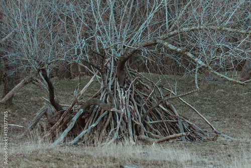 Fallow Deers in the Dutch Dunes