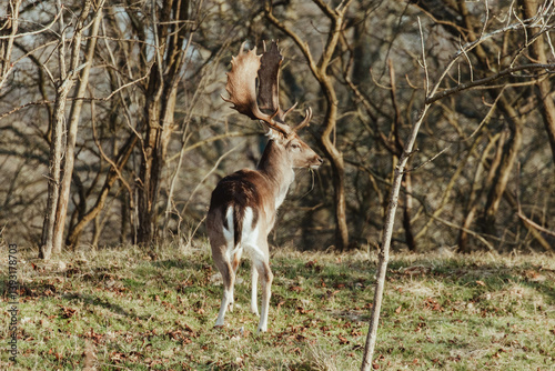 Fallow Deers in the Dutch Dunes