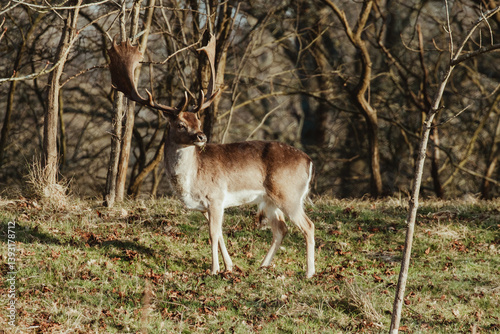 Fallow Deers in the Dutch Dunes