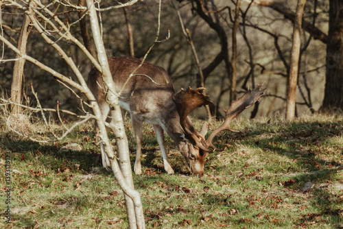 Fallow Deers in the Dutch Dunes