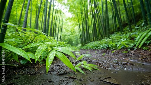 Lush green bamboo forest with a muddy path and vibrant foliage under soft sunlight