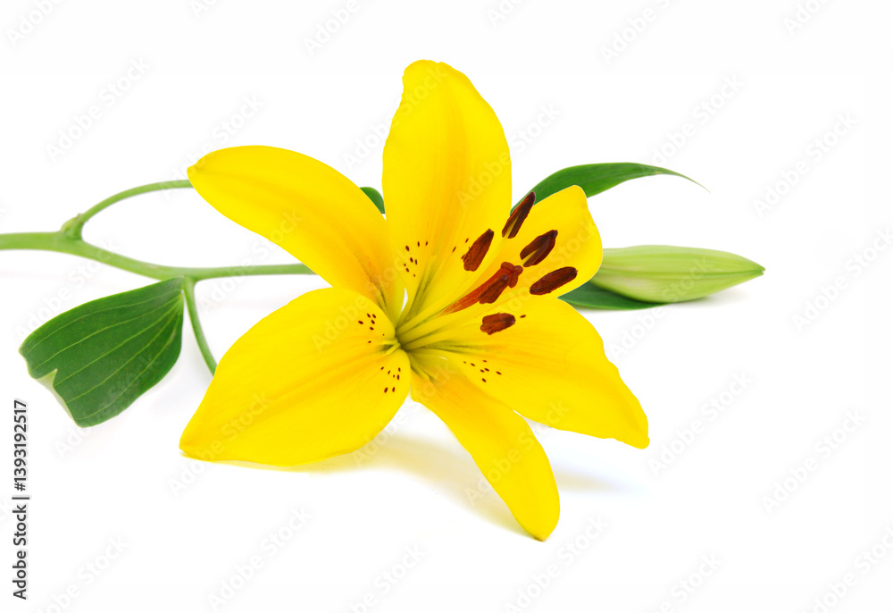 Obraz premium Beautiful Lily flower isolate on white 