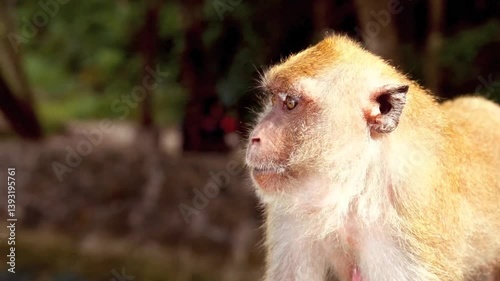 a monkey in amazon forest.