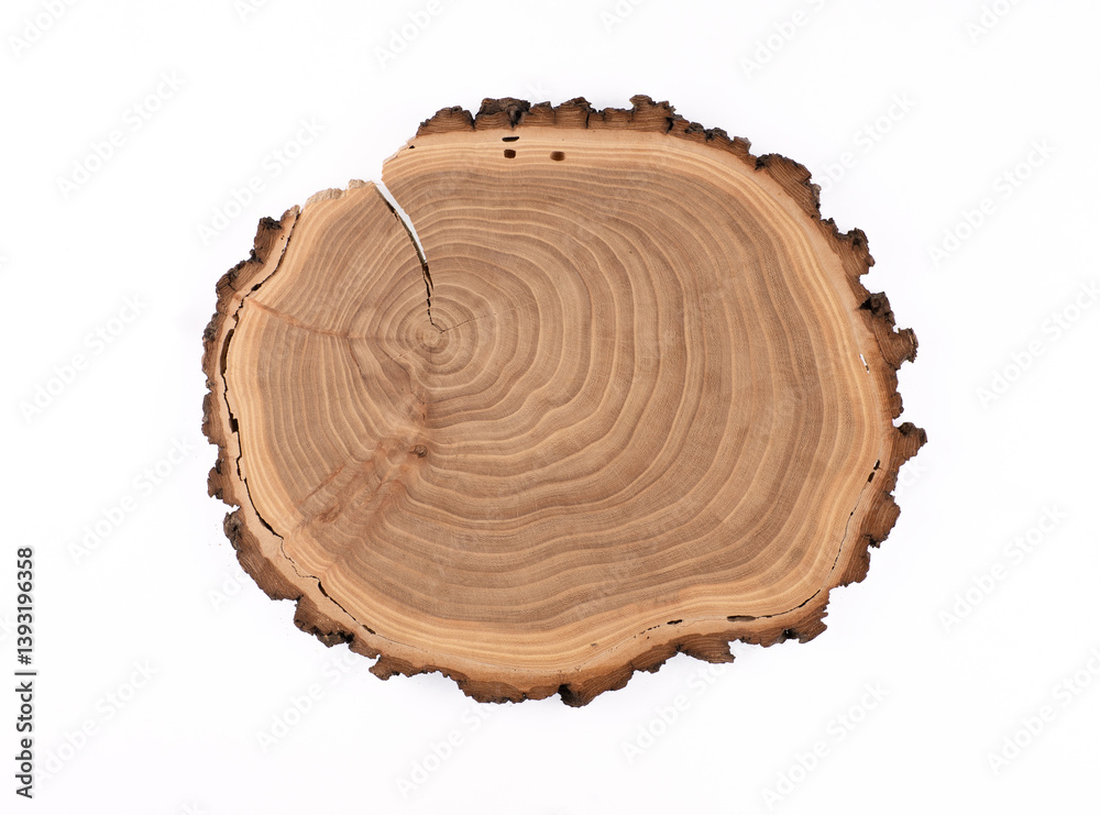 tree cut with annual rings isolated on white background tree cut with annual rings isolated on white background