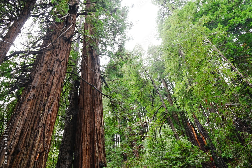 Muir Woods Reservations in San Francisco, United States - アメリカ サンフランシスコ ミュアウッズ国定公園