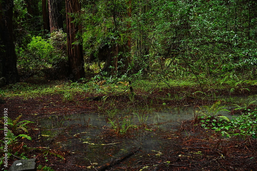Muir Woods Reservations in San Francisco, United States - アメリカ サンフランシスコ ミュアウッズ国定公園