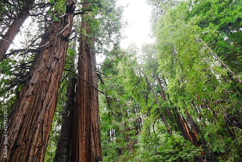 Muir Woods Reservations in San Francisco, United States - アメリカ サンフランシスコ ミュアウッズ国定公園