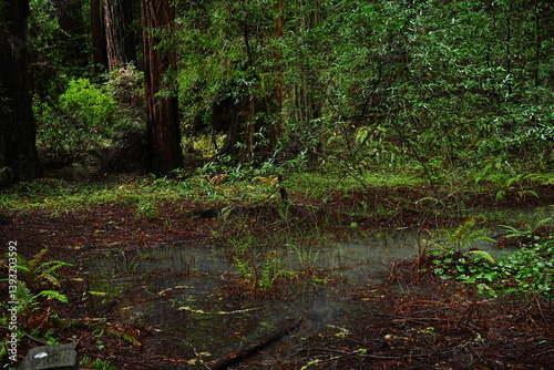 Obraz na płótnie Muir Woods Reservations in San Francisco, United States - アメリカ サンフランシスコ ミュアウッズ国定公園 w salonie