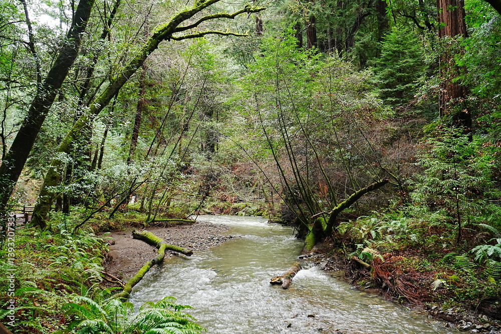 Muir Woods Reservations in San Francisco, United States - アメリカ サンフランシスコ ミュアウッズ国定公園