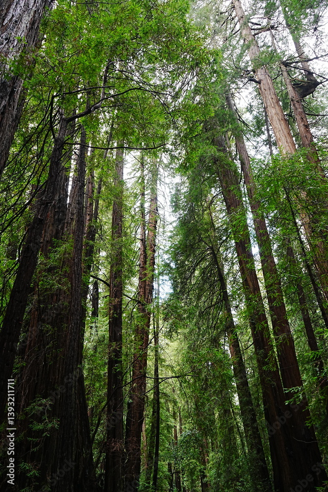 Muir Woods Reservations in San Francisco, United States - アメリカ サンフランシスコ ミュアウッズ国定公園