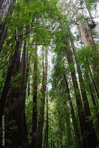 Obraz na płótnie Muir Woods Reservations in San Francisco, United States - アメリカ サンフランシスコ ミュアウッズ国定公園 w salonie