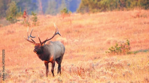 bull elk in yellowstone national park