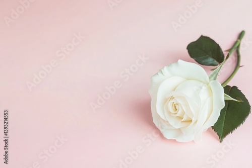 single white rose rests elegantly on soft pastel background symbolizing motherly love and purity with abundance of