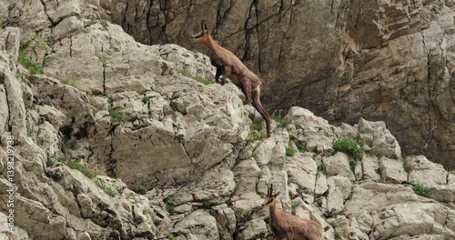 Wild mountain goats jumping in slow motion