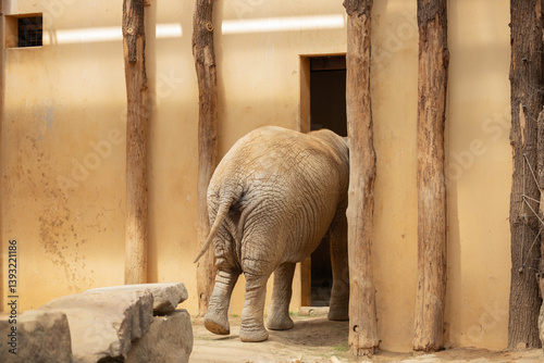 Back view of African elephant in domestic environment. Symbol of wildlife and nature conservation. African domestic animal. Animal protection. Large herbivorous mammal. Ecotourism.