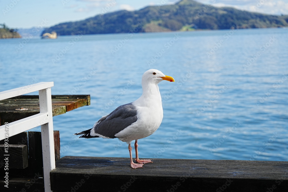 Black Tailed Gull or Seagull with Background of San Francisco Bay in United States - アメリカ サンフランシスコ湾 ウミネコ