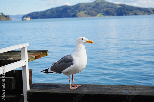 Obraz na płótnie Black Tailed Gull or Seagull with Background of San Francisco Bay in United States - アメリカ サンフランシスコ湾 ウミネコ
w salonie