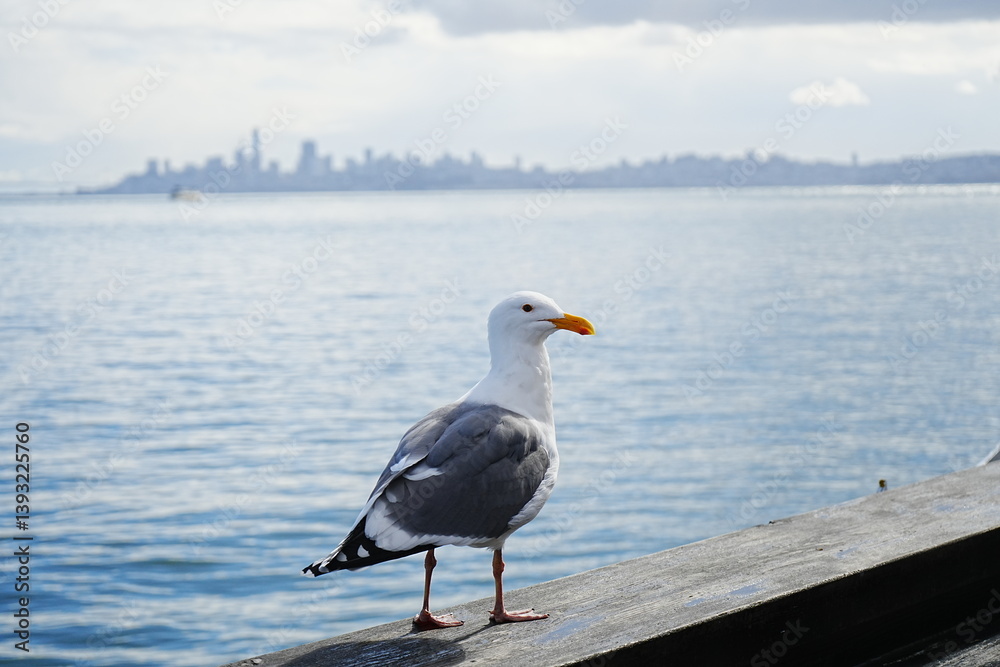 Black Tailed Gull or Seagull with Background of San Francisco Bay in United States - アメリカ サンフランシスコ湾 ウミネコ