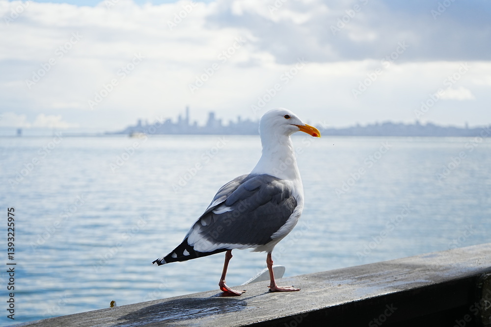 Black Tailed Gull or Seagull with Background of San Francisco Bay in United States - アメリカ サンフランシスコ湾 ウミネコ