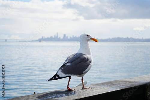 Obraz na płótnie Black Tailed Gull or Seagull with Background of San Francisco Bay in United States - アメリカ サンフランシスコ湾 ウミネコ
w salonie