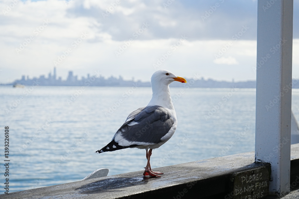 Black Tailed Gull or Seagull with Background of San Francisco Bay in United States - アメリカ サンフランシスコ湾 ウミネコ