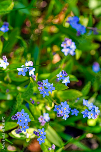 forget me not flowers
