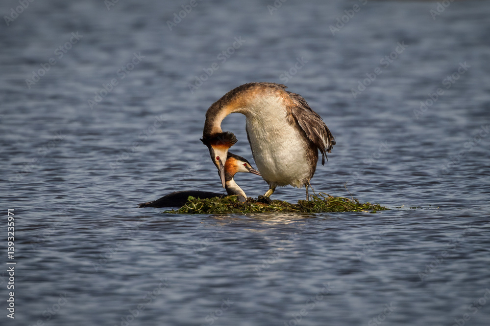 Great crested grebes building their nest together in shallow water.
