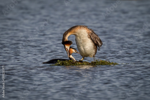 Obraz na płótnie Great crested grebes building their nest together in shallow water. w salonie