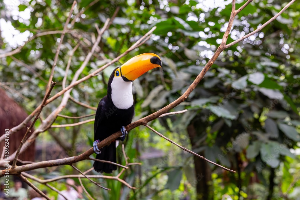 Fototapeta premium Toucan (Ramphastos toco)