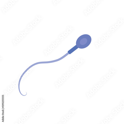 Sperm morphology. Male reproductive system.