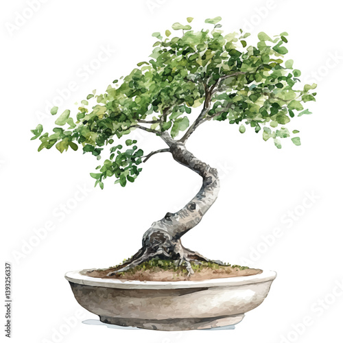 A watercolor vector illustration of a zelkova bonsai, isolated on a white background.

