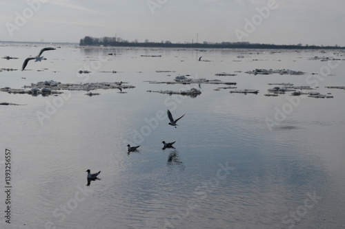 seagulls on the river during ice drift in spring