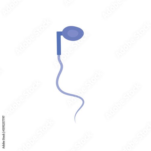 Sperm morphology. Male reproductive system.