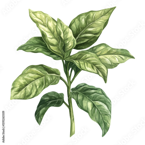 Zaatar Manakish A Beautifully Detailed, watercolor illustration, isolated on a white background.