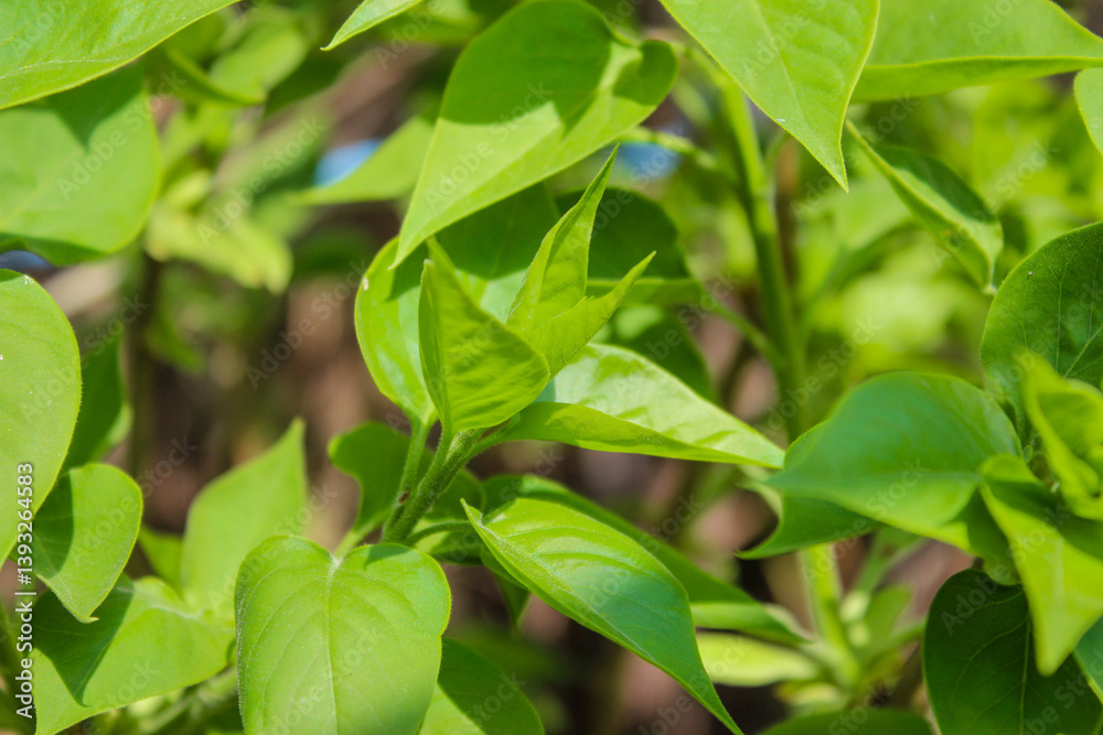 Lilac branches with new foliage. Young green leaves coming out from thick green buds. Natural green background. Lilac branches with new foliage. Young green leaves coming out from thick green buds. Natural green background.