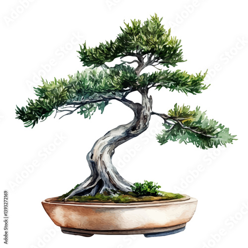 A watercolor vector illustration of a yew bonsai, isolated on a white background.

