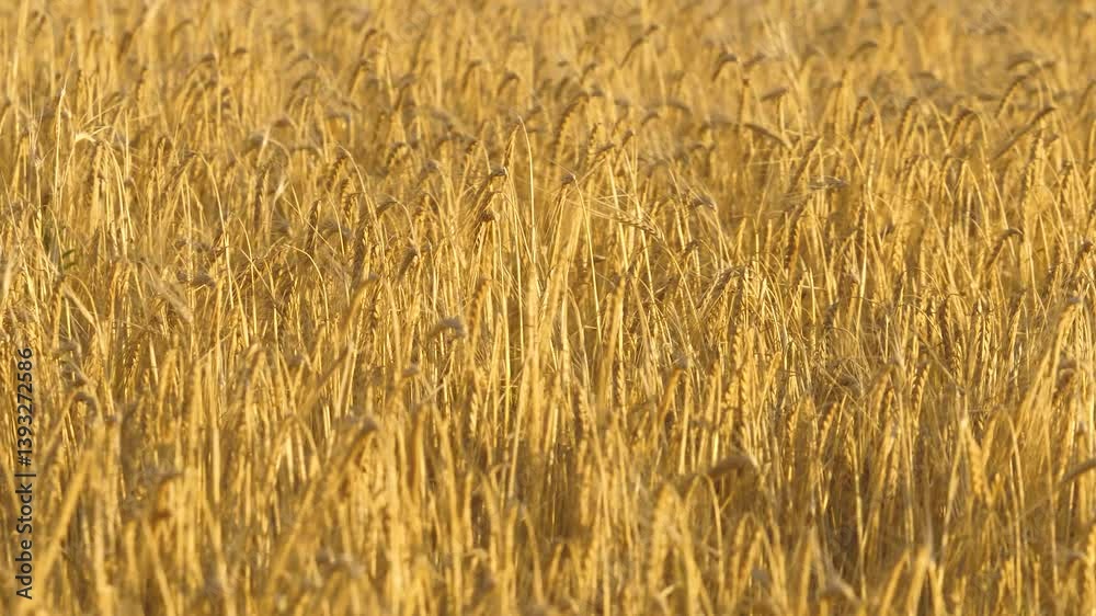 Golden dry wheat field waving on wind agriculture ripe farm harvest rural growth closeup. Yellow cereal seed stem barley cultivated bright crop countryside landscape mature grain autumn organic plant Golden dry wheat field waving on wind agriculture ripe farm harvest rural growth closeup. Yellow cereal seed stem barley cultivated bright crop countryside landscape mature grain autumn organic plant