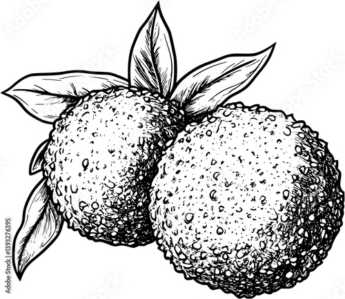 Arancini coloring book vector design, Arancini vector graphic