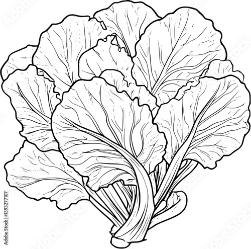 Collard Greens coloring book vector design, Collard Greens vector image