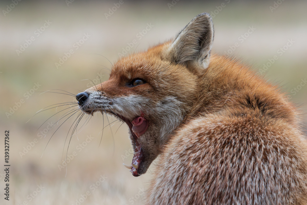 Obraz premium Close-up of a fox licking its lips with its mouth wide open