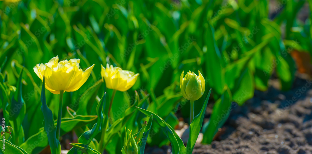 Colorful flowers growing in an agricultural field, Almere, Flevoland, The Netherlands, April 8, 2025