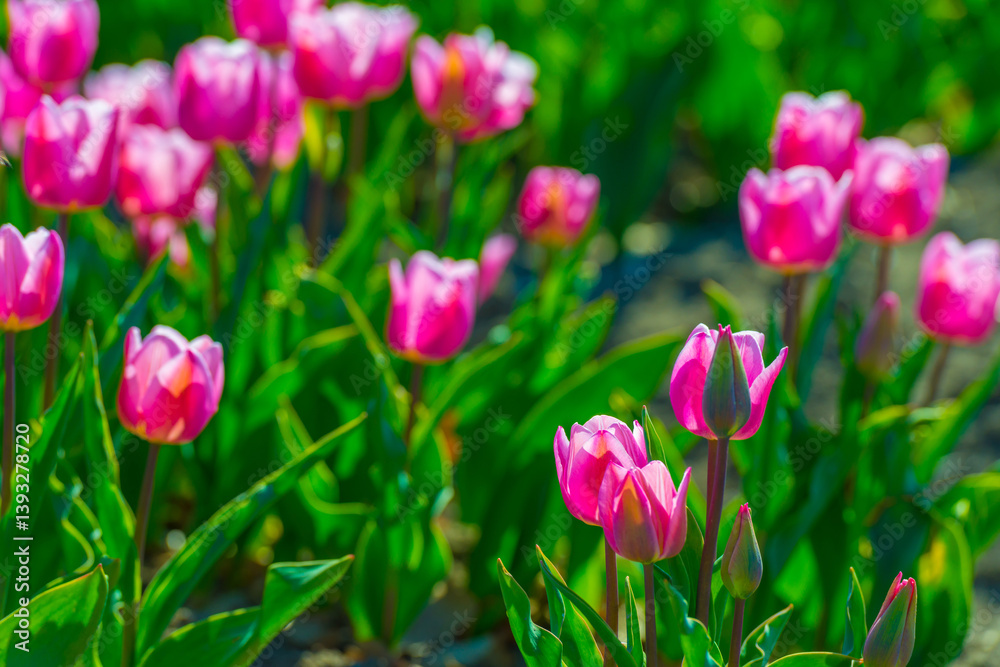 Colorful flowers growing in an agricultural field, Almere, Flevoland, The Netherlands, April 8, 2025