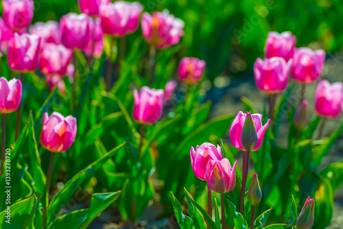 Obraz na płótnie Colorful flowers growing in an agricultural field, Almere, Flevoland, The Netherlands, April 8, 2025 w salonie