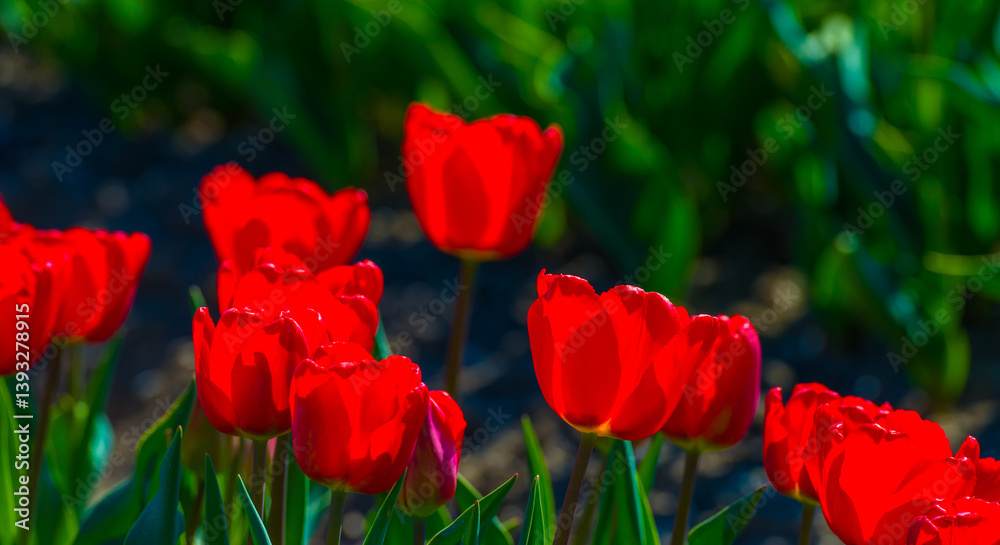 Colorful flowers growing in an agricultural field, Almere, Flevoland, The Netherlands, April 8, 2025
